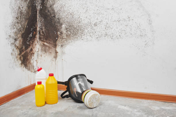 Best Mold Removal Company Near Me  in Lake City, MN