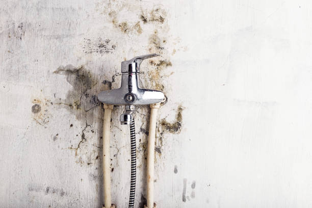Best Mold Remediation  in Lake City, MN
