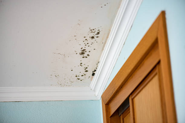 Best Emergency Mold Removal  in Lake City, MN