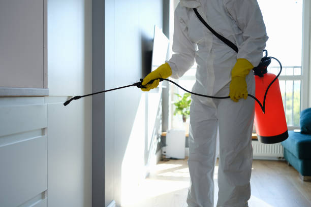 Best Black Mold Removal  in Lake City, MN