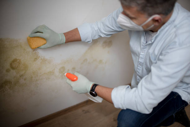 Office Mold Removal Services in Lake City, MN
