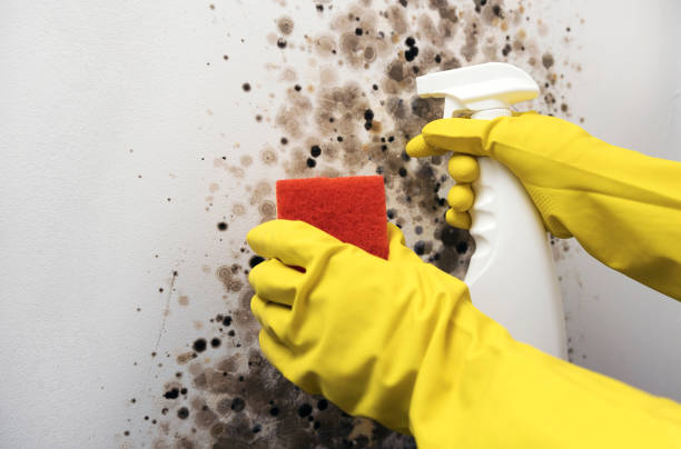 Best Professional Mold Removal  in Lake City, MN