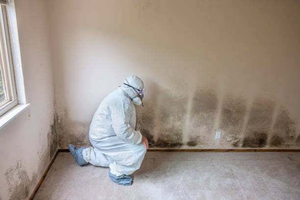 Lake City, MN Mold Removal Company