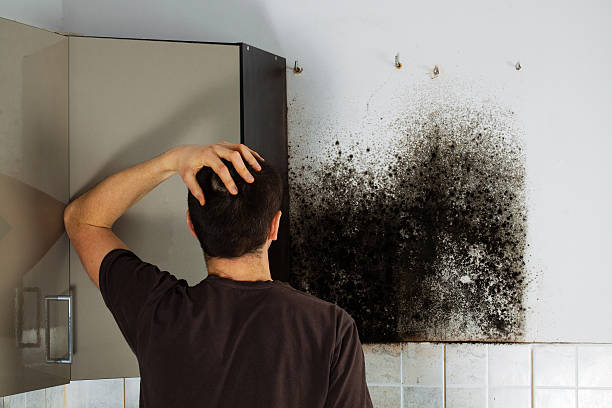 Best Mold Damage Repair  in Lake City, MN
