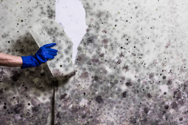 Best Mold Removal Company Near Me  in Lake City, MN