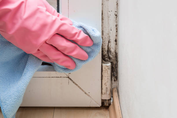 Certified Mold Removal in Lake City, MN